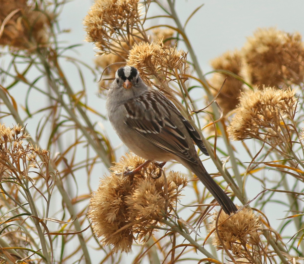 White-crowned Sparrow - ML646450512