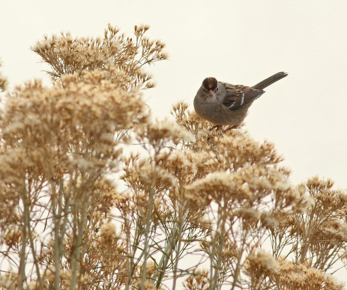 White-crowned Sparrow - ML646450513