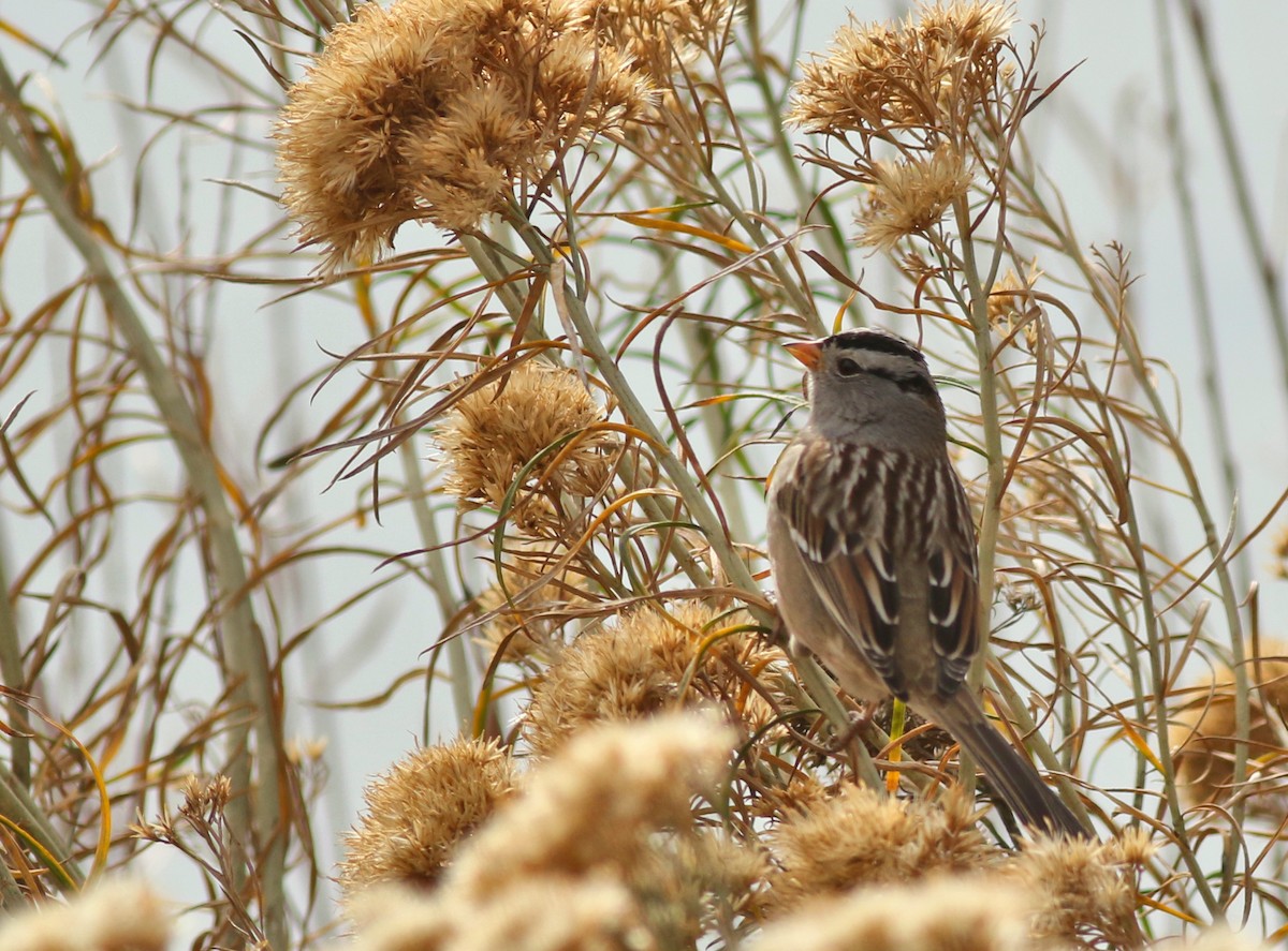 White-crowned Sparrow - ML646450514