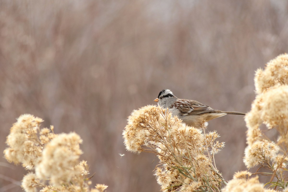 White-crowned Sparrow - ML646450515