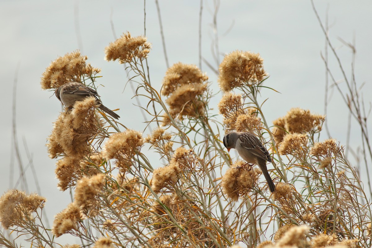 White-crowned Sparrow - ML646450516