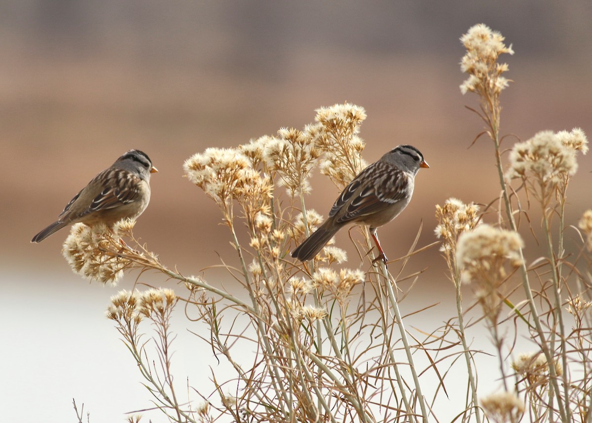 White-crowned Sparrow - ML646450517