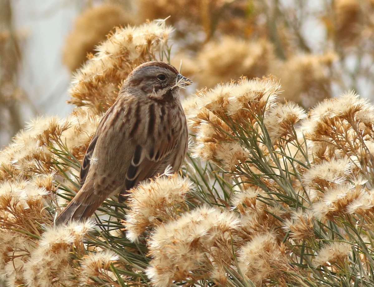 Song Sparrow - ML646450523
