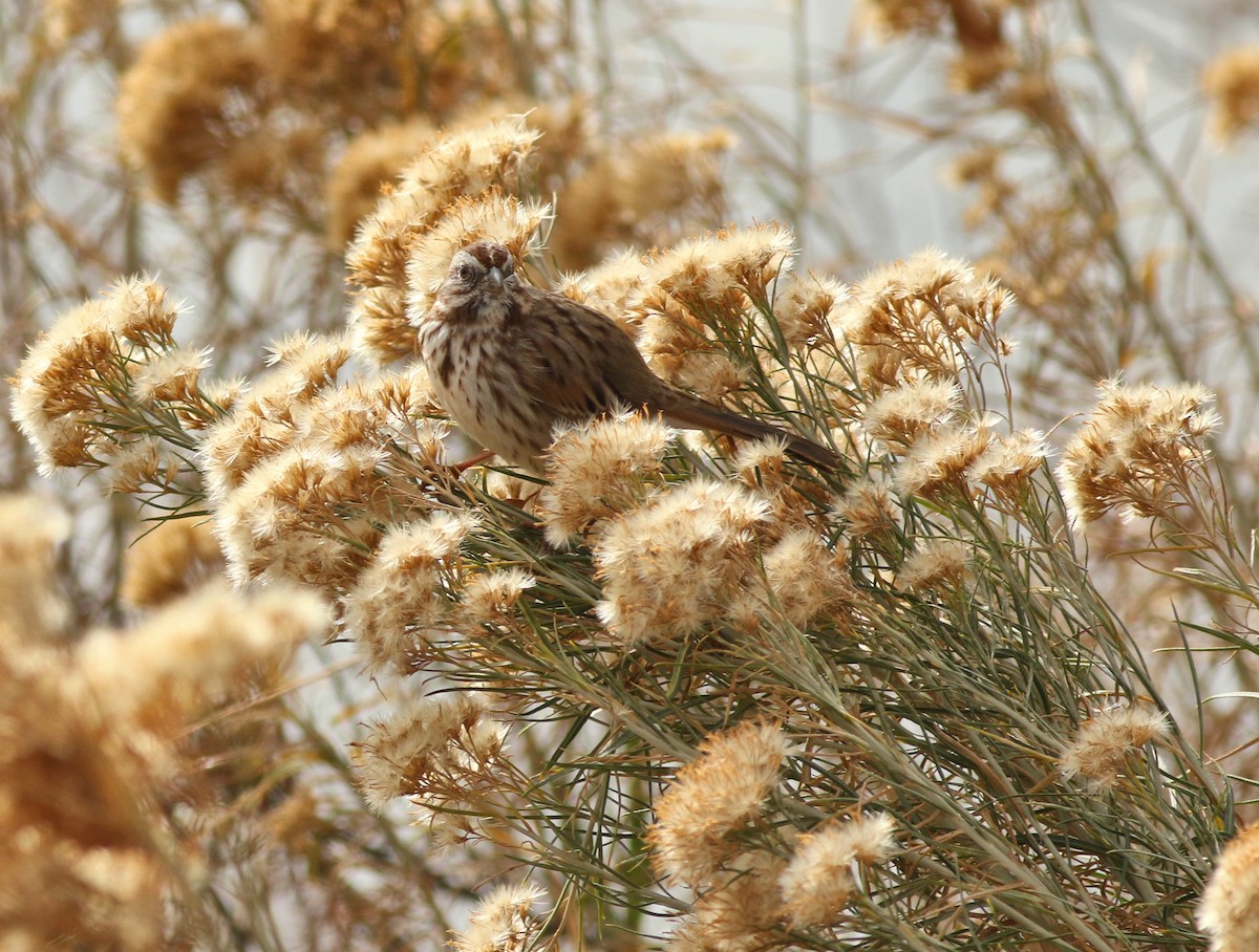 Song Sparrow - ML646450526