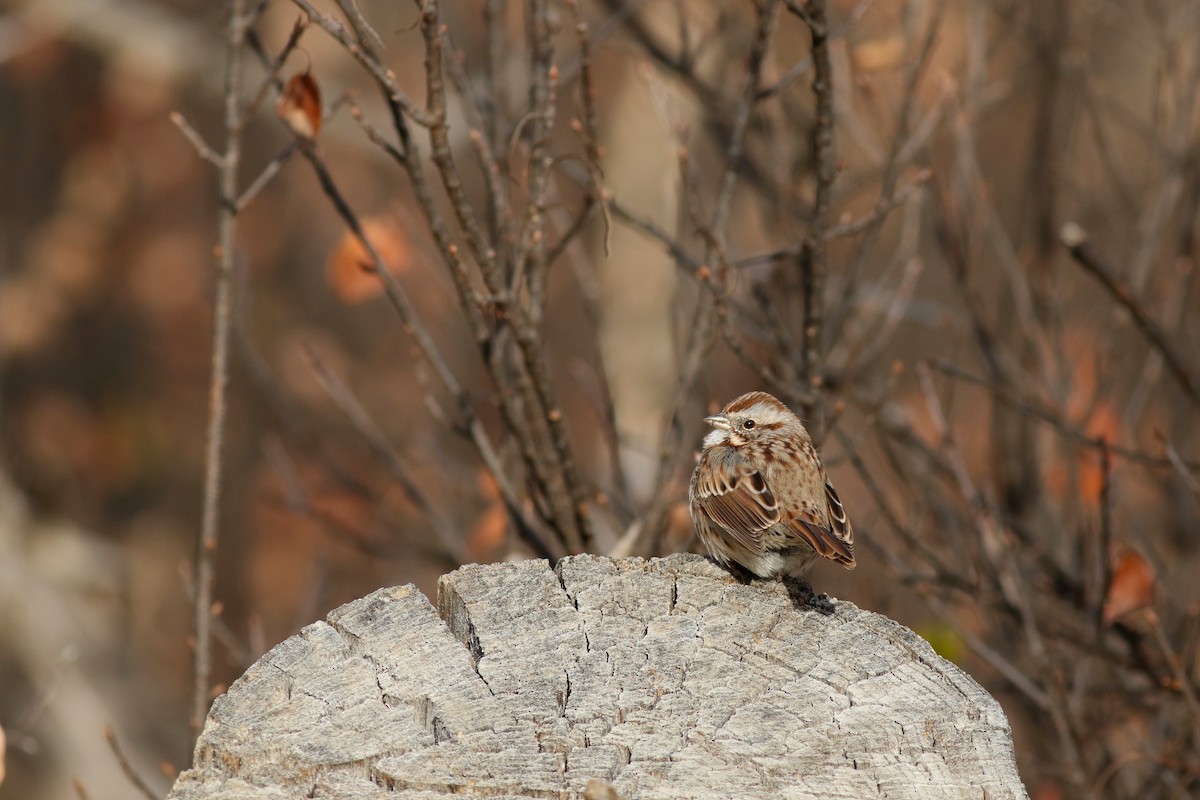 Song Sparrow - ML646450527