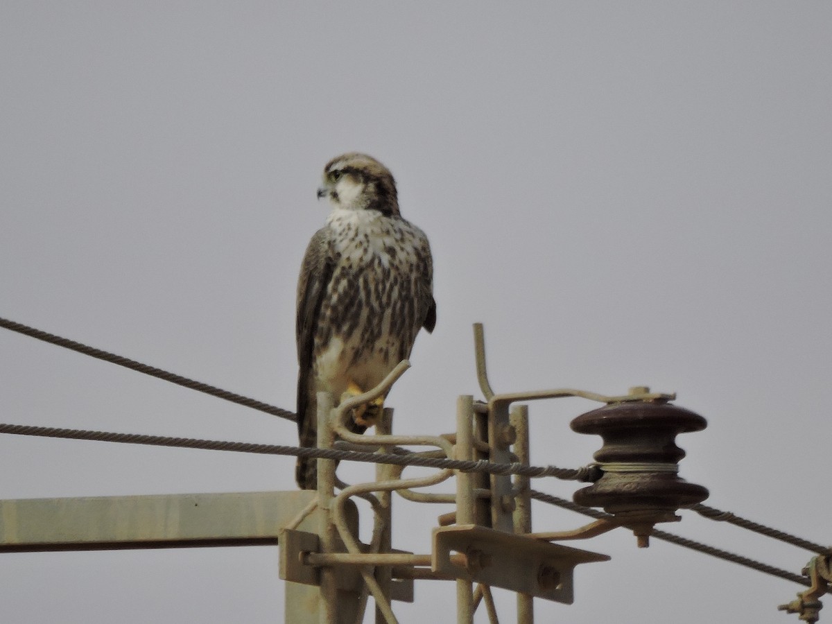 Lanner Falcon - ML646450528
