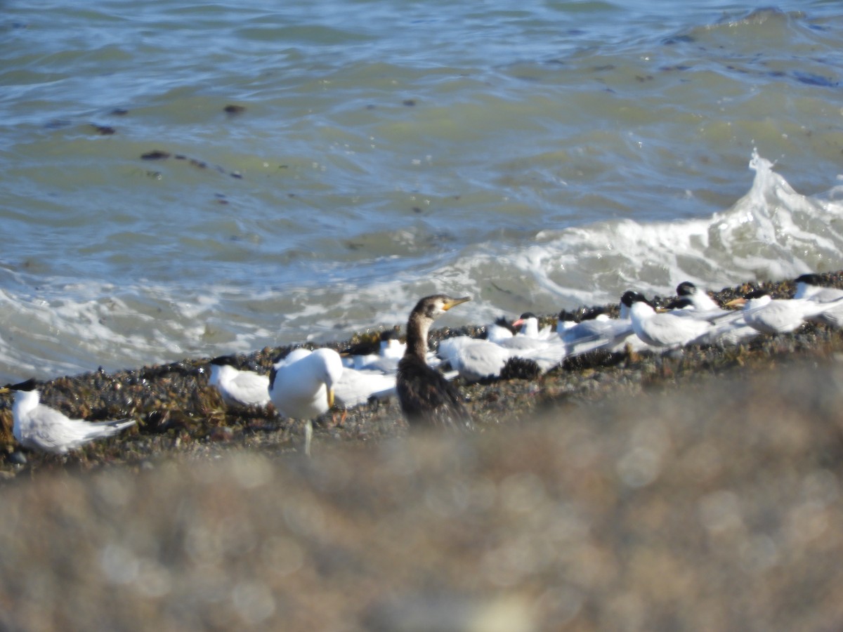 Neotropic Cormorant - ML646450529