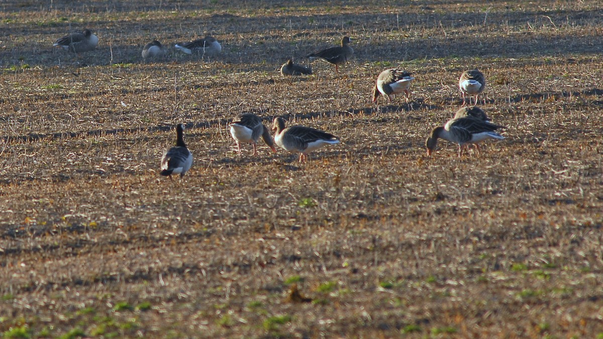 Barnacle Goose - ML646450531