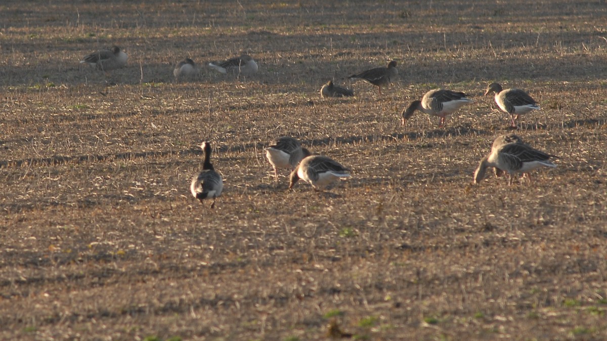 Barnacle Goose - ML646450532