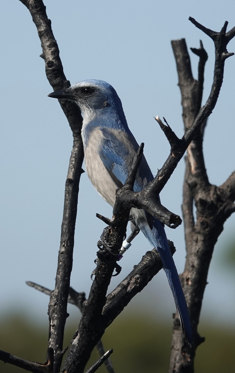 Florida Scrub-Jay - ML646450533