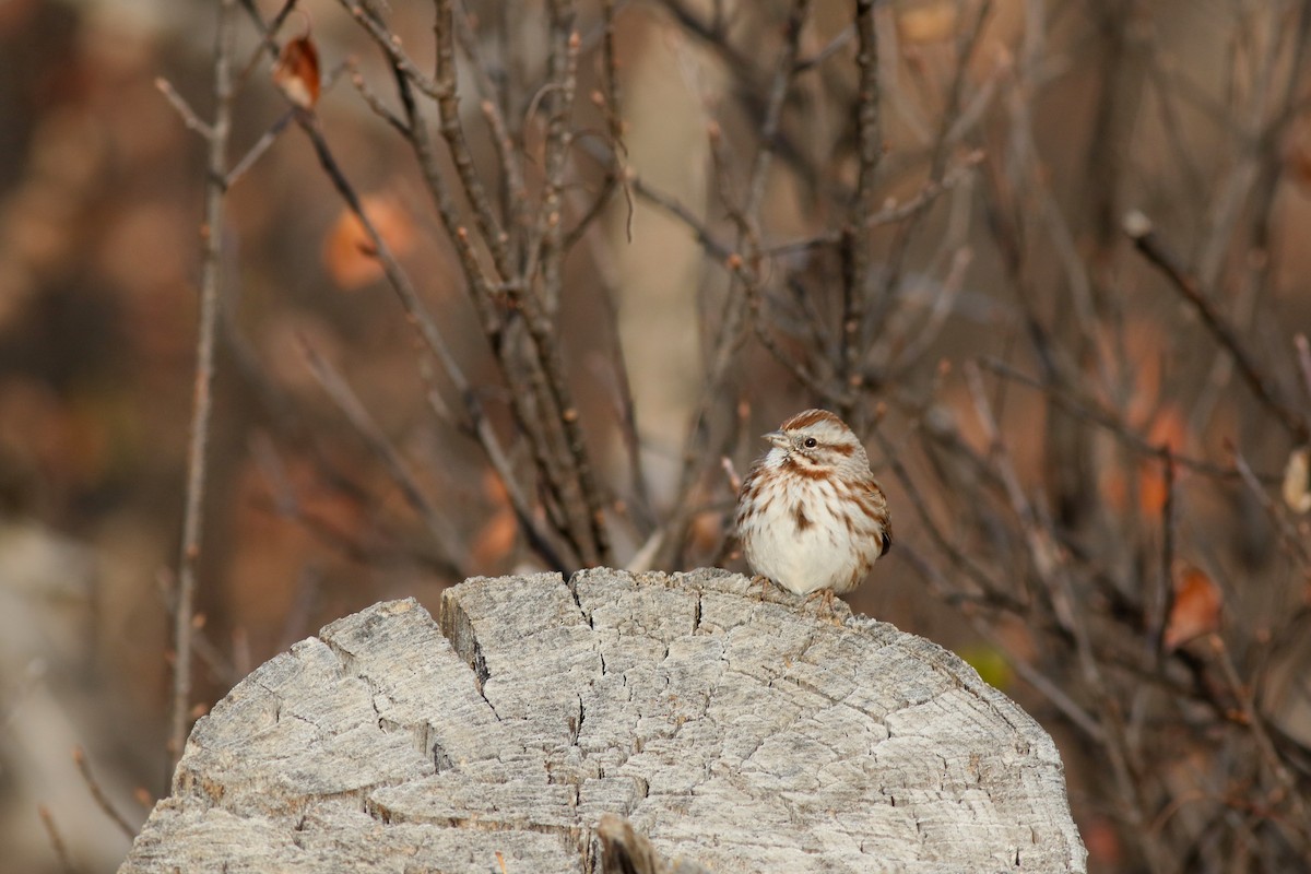 Song Sparrow - ML646450534
