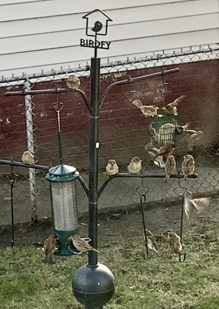 House Sparrow - ML646450535