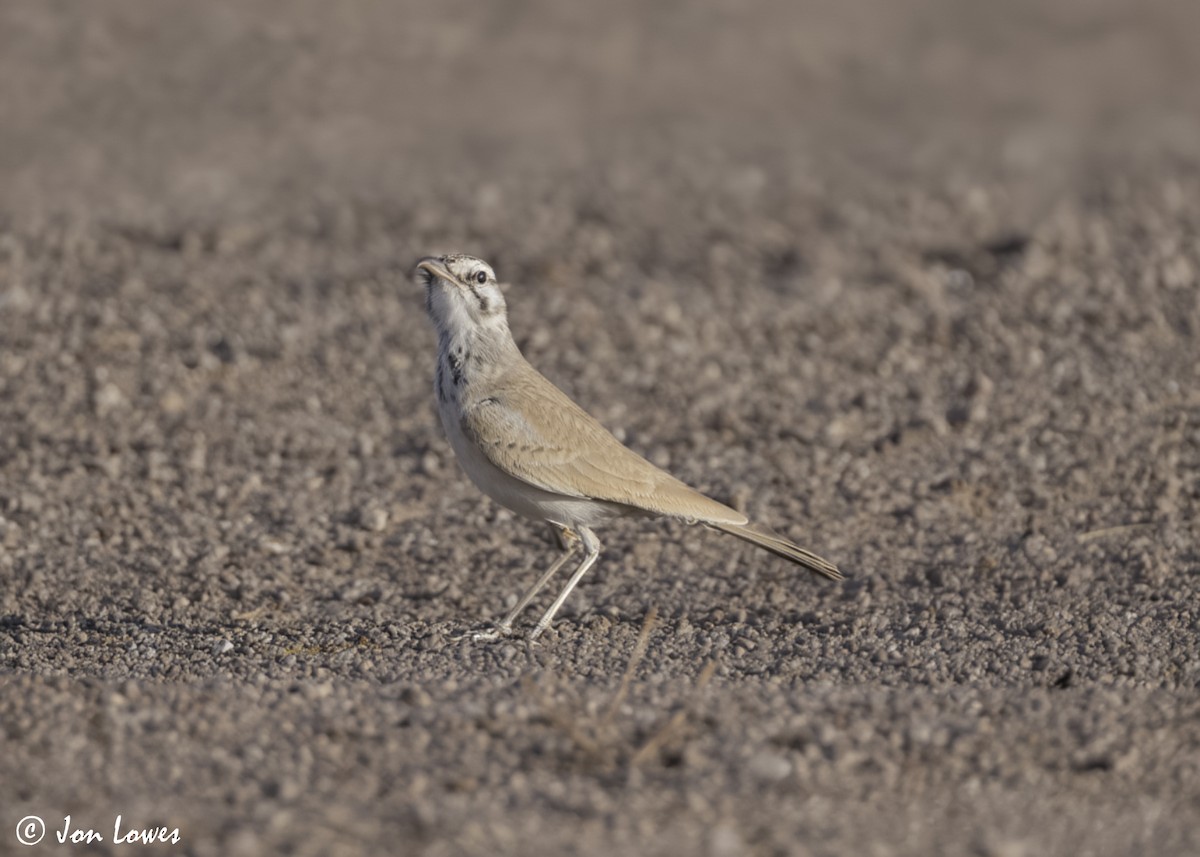 ハシナガヒバリ - ML646450537