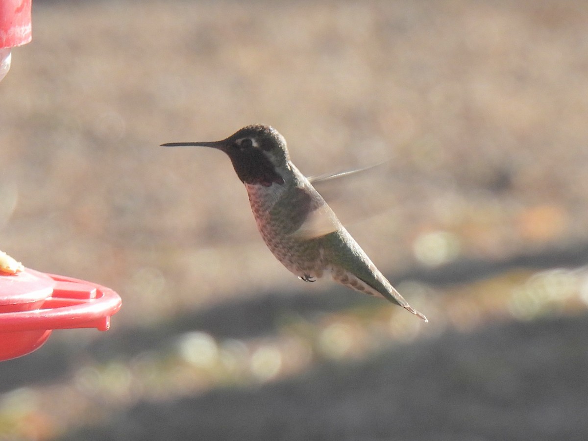 アンナハチドリ - ML646450539