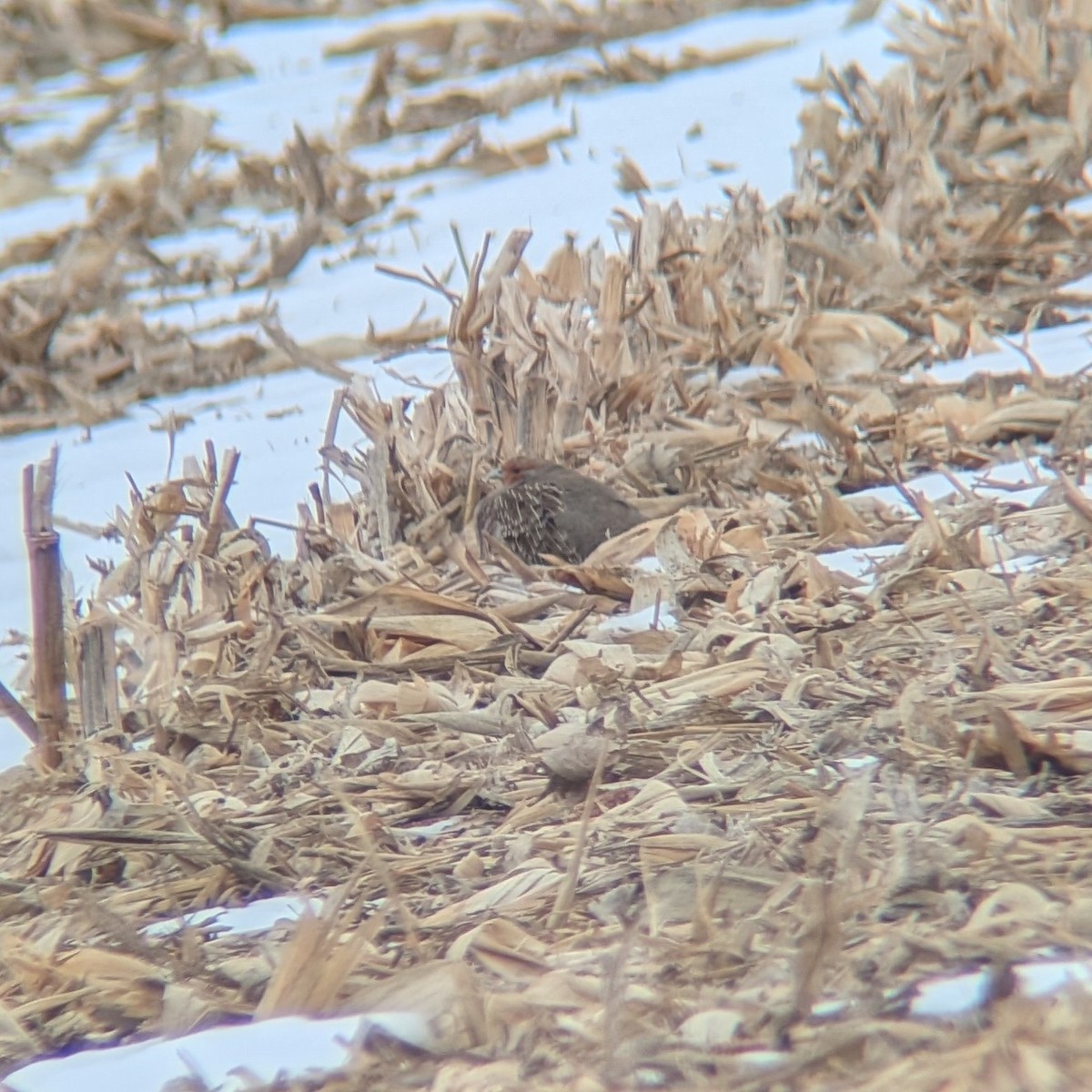 koroptev polní - ML646450542