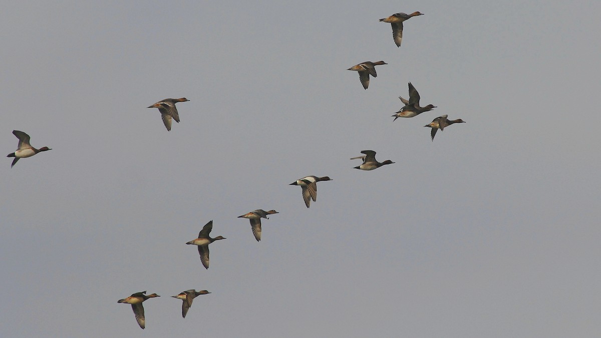 Eurasian Wigeon - ML646450543