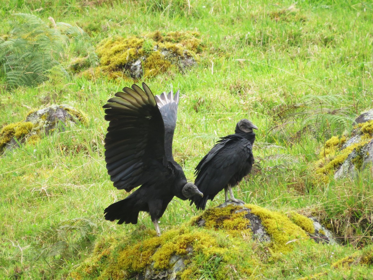 Black Vulture - ML646450551