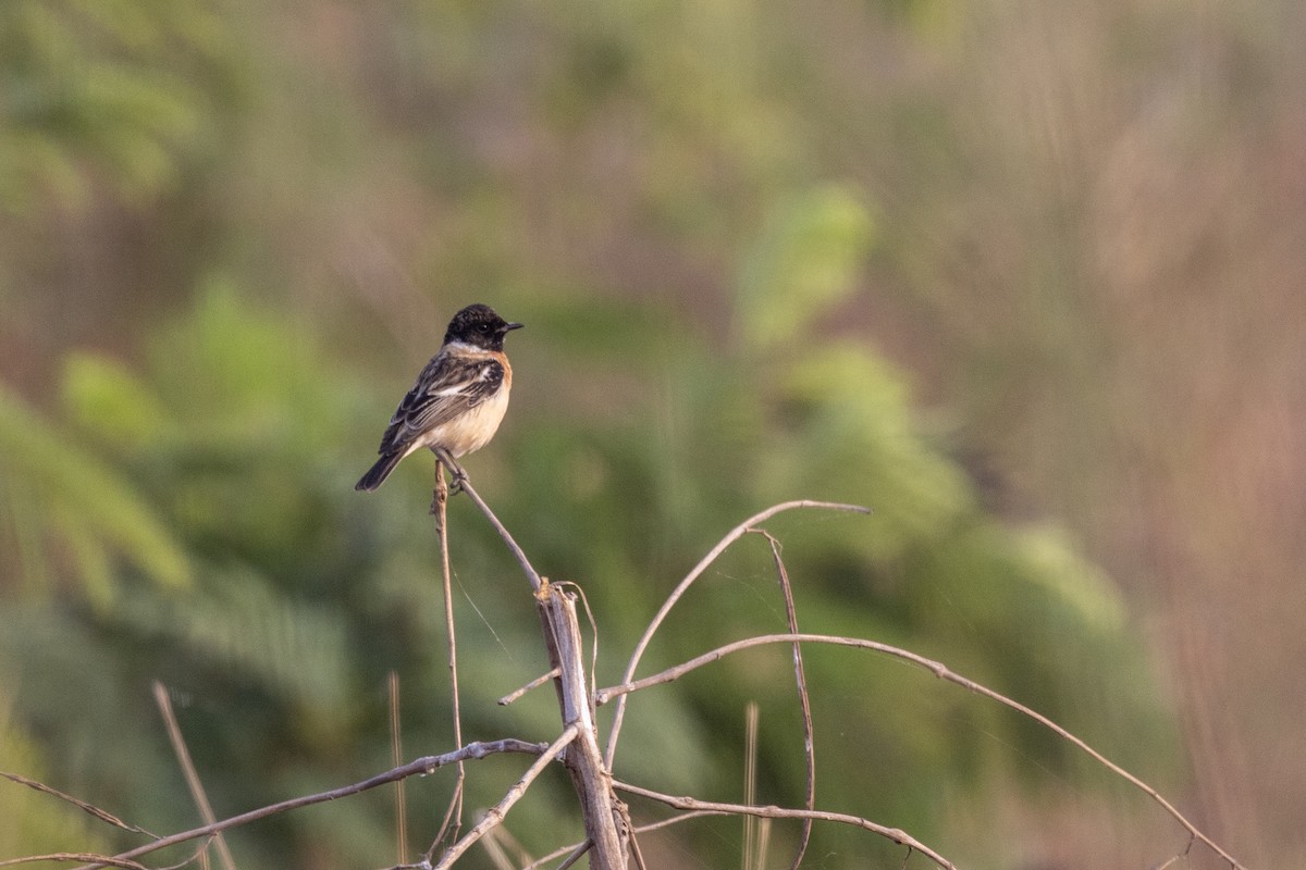 bramborníček sibiřský - ML646450553