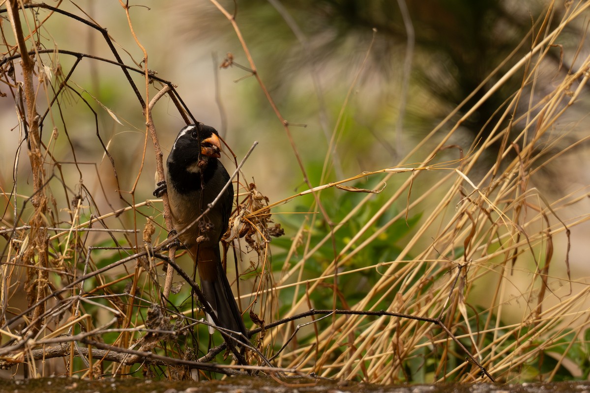 Зернолуск золотодзьобий - ML646450554