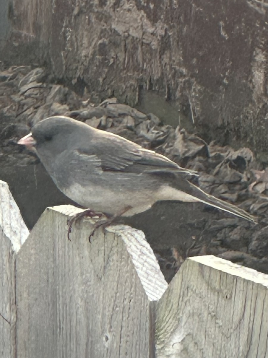 strnadec zimní - ML646450555