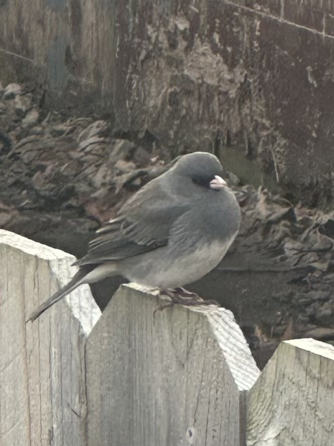 strnadec zimní - ML646450556