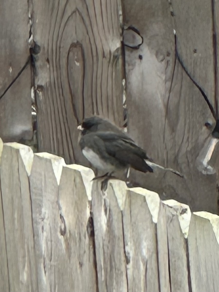 strnadec zimní - ML646450557