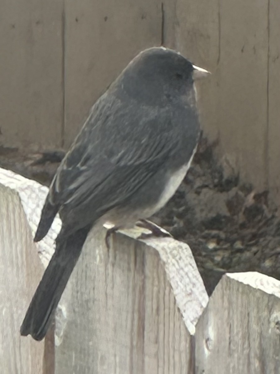 strnadec zimní - ML646450558