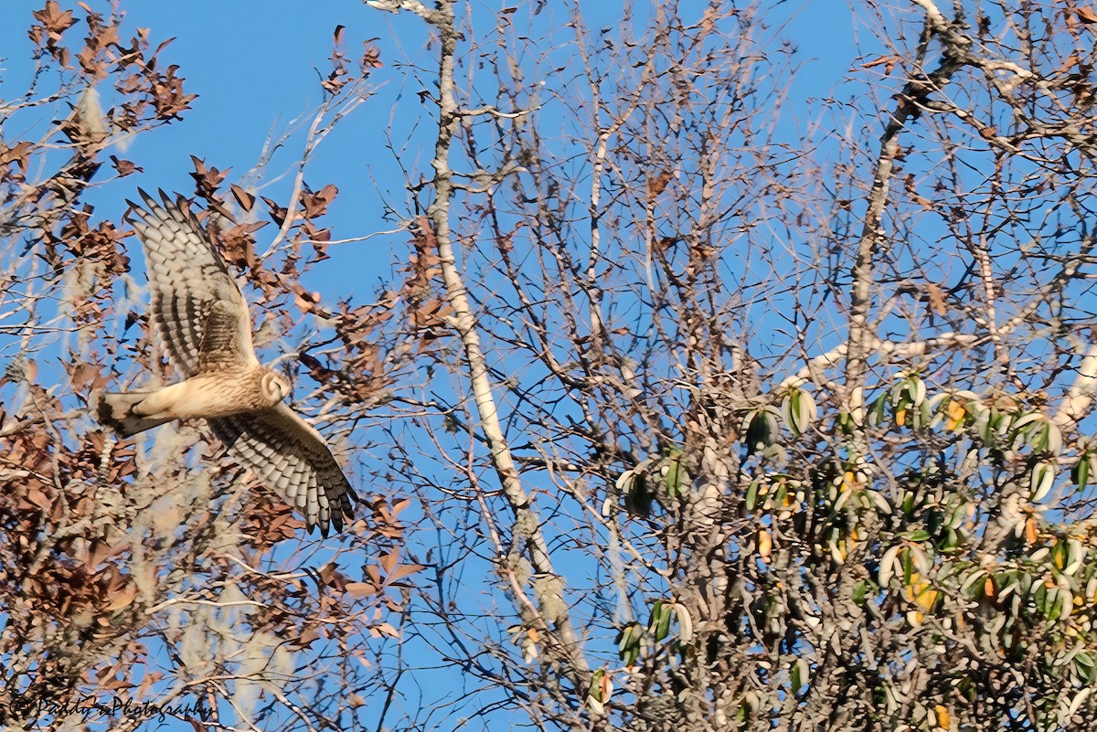 Полевой лунь - ML646450559