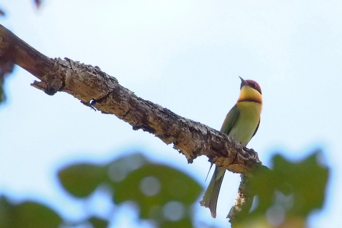 Chestnut-headed Bee-eater - ML646450562