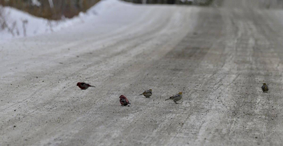 Pine Grosbeak - ML646450579