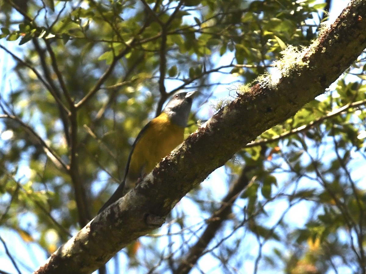 Yal Patagón - ML646450580