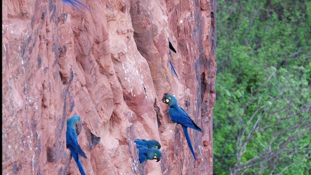 Lear Arası - ML646450581