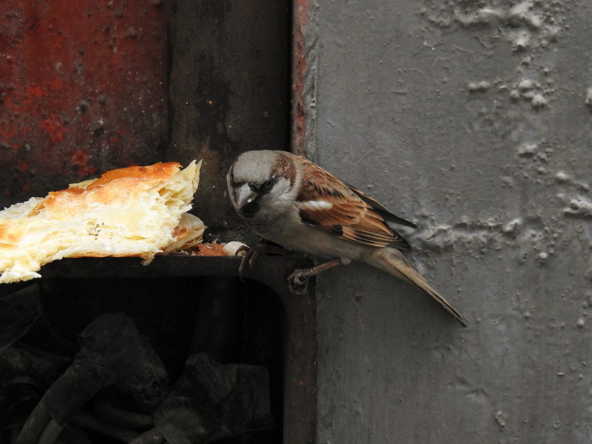 House Sparrow - ML646450585