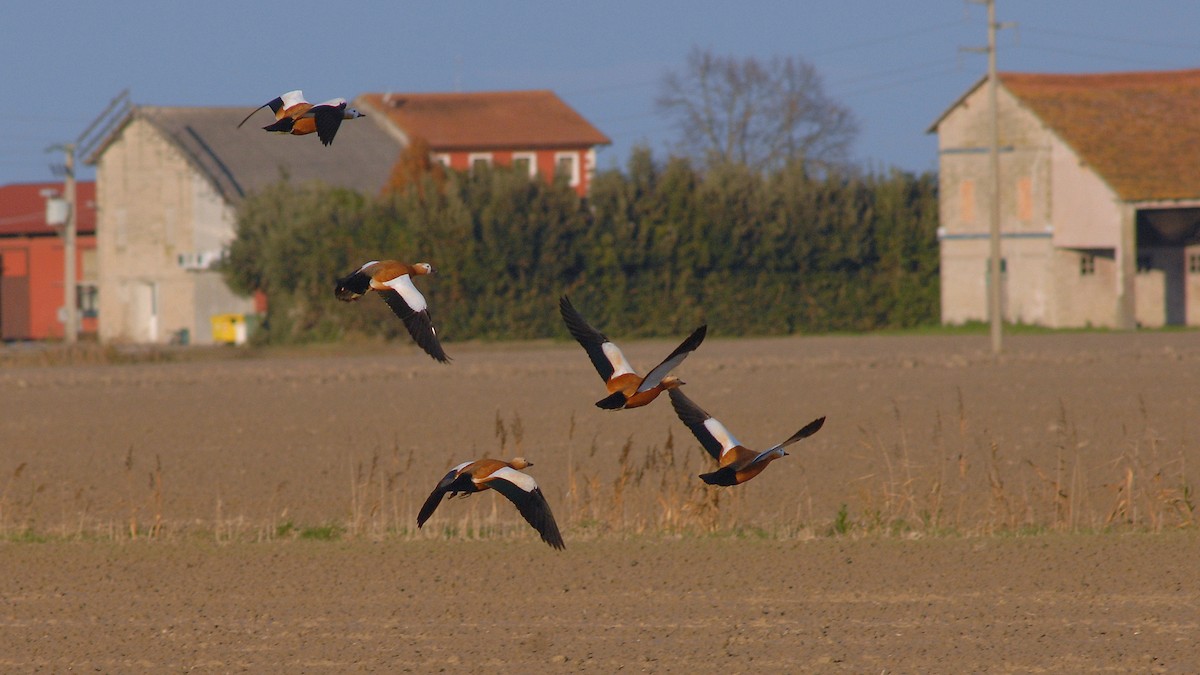 Ruddy Shelduck - ML646450586