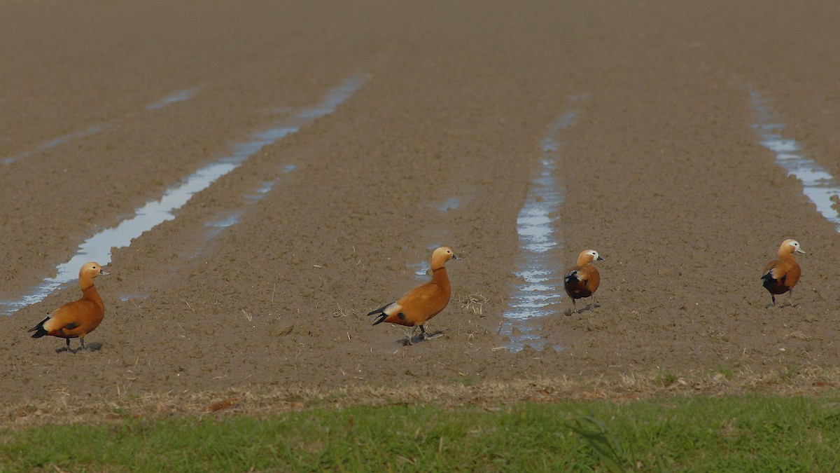Ruddy Shelduck - ML646450587