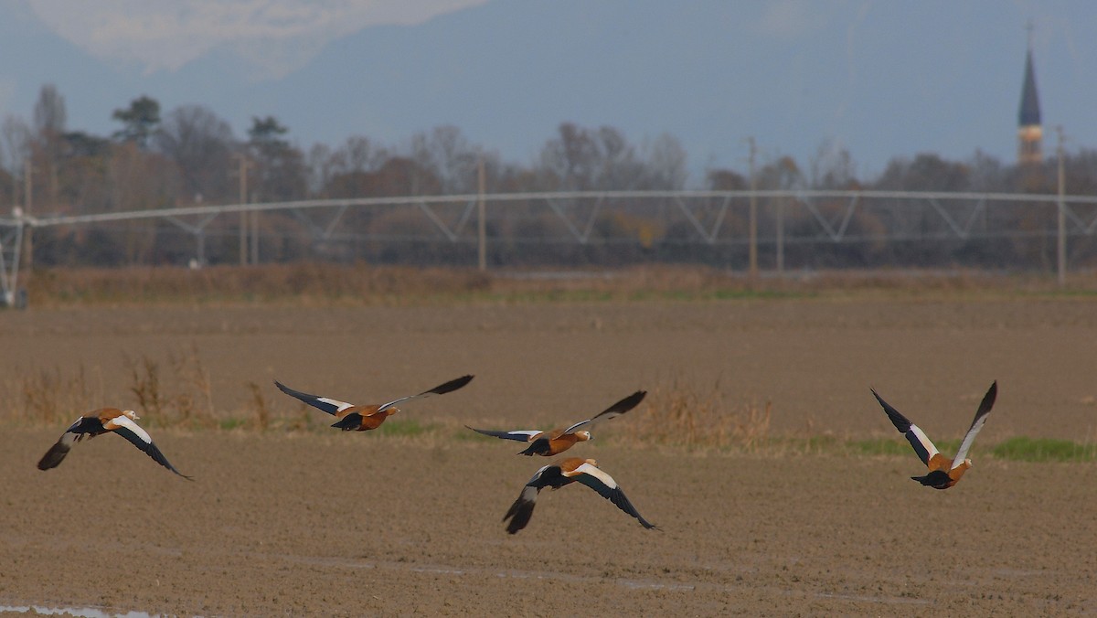 Ruddy Shelduck - ML646450588