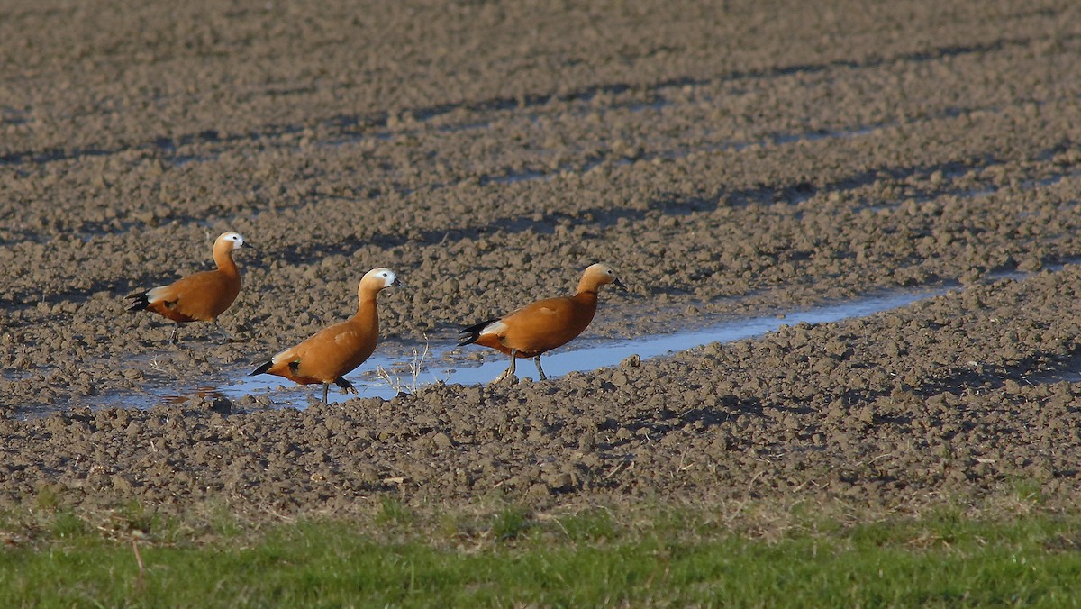 Ruddy Shelduck - ML646450589