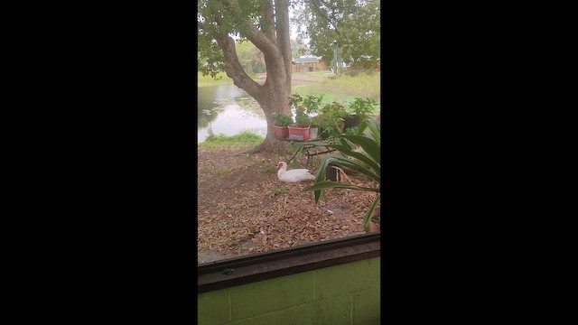 Moskof Ördeği (evcil tip) - ML646450590