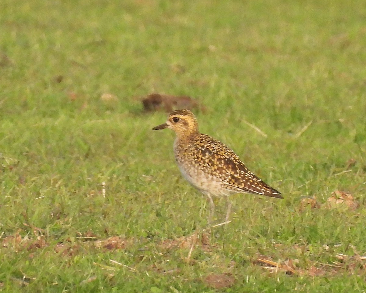 Pacific Golden-Plover - ML646450591