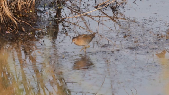 Küçük Suyelvesi - ML646450592