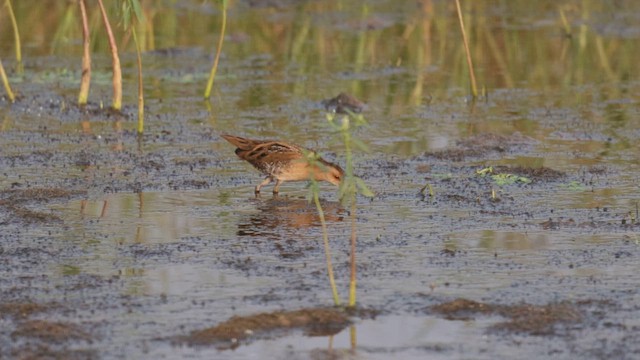 Küçük Suyelvesi - ML646450594