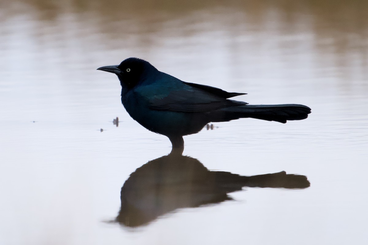 Boat-tailed Grackle - ML646450598