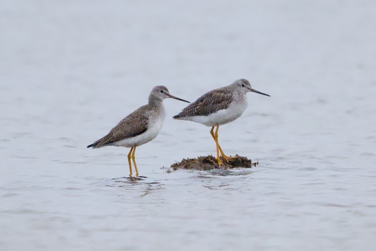 Greater Yellowlegs - ML646450599