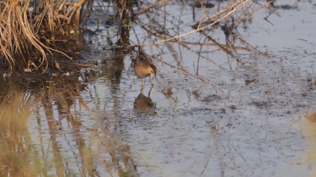 Küçük Suyelvesi - ML646450600