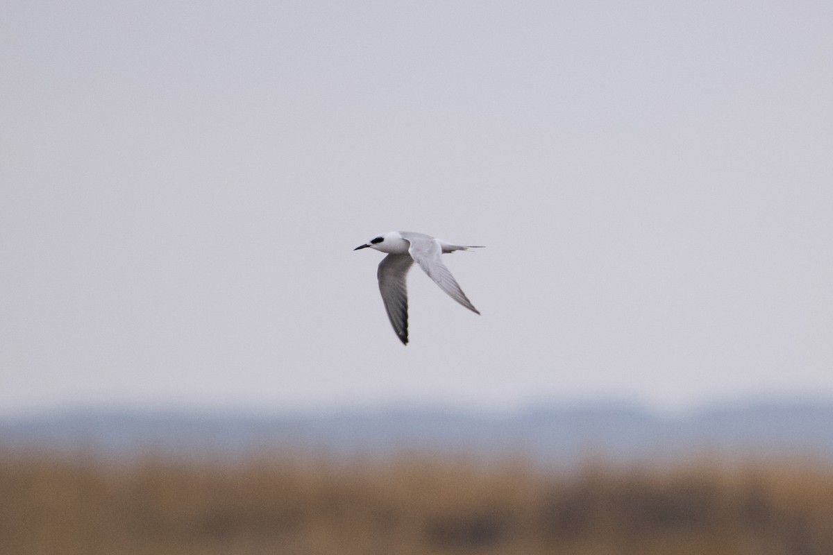 Forster's Tern - ML646450601