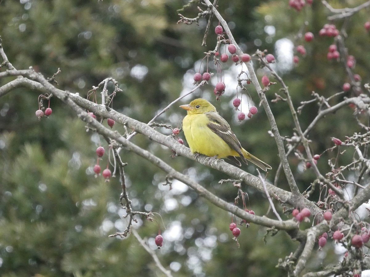 Western Tanager - ML646450606