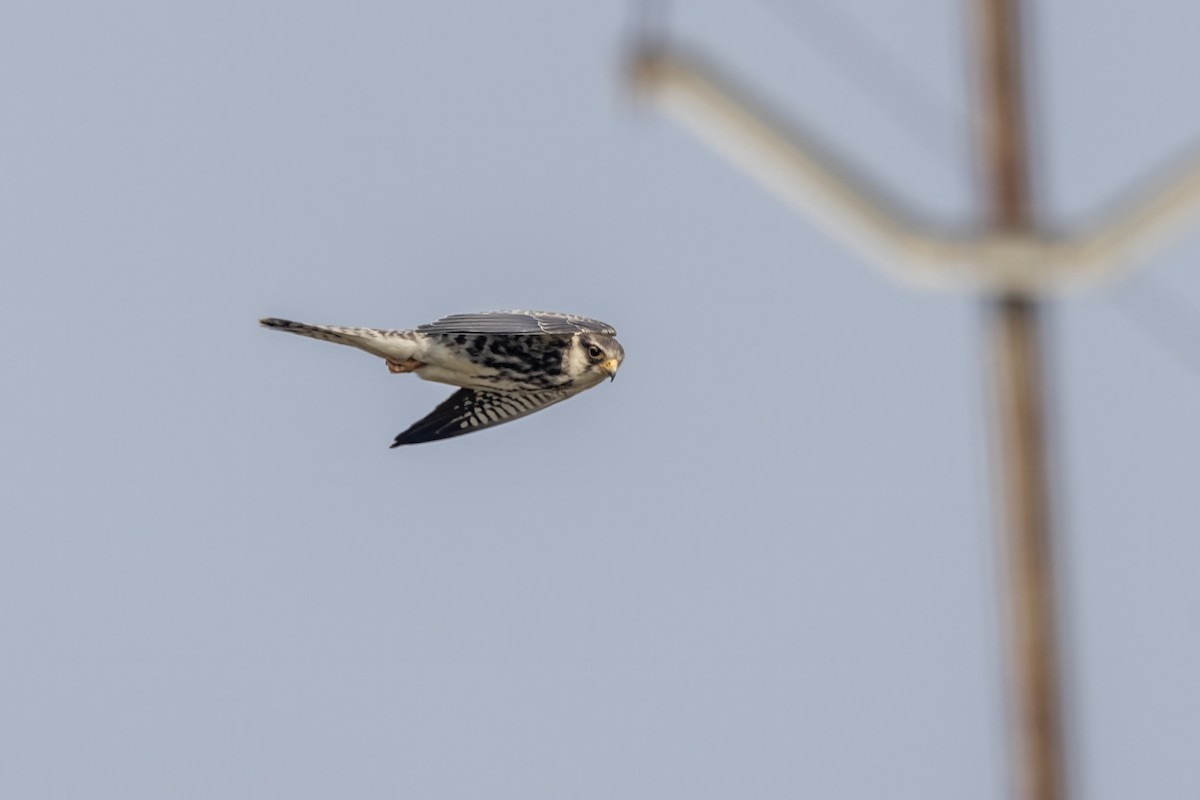 Amur Falcon - ML646450613