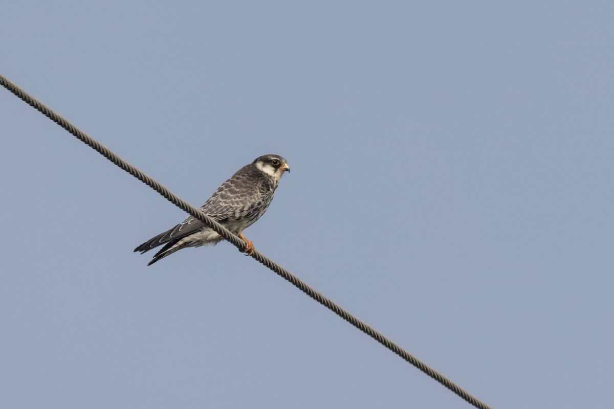 Amur Falcon - ML646450616