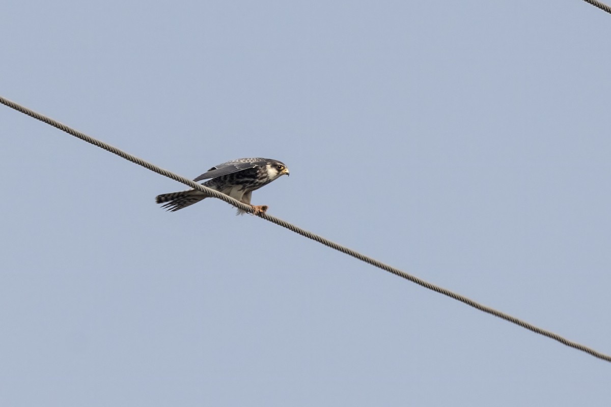 Amur Falcon - ML646450618