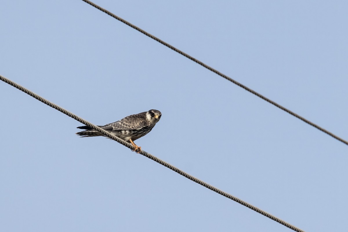 Amur Falcon - ML646450621